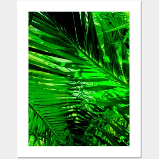 Natural Palms Posters and Art